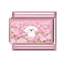 Bichon dans les cerisiers en fleurs