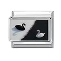 Cygnes noir et blanc