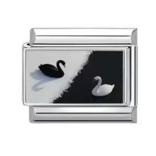 Cygnes noir et blanc