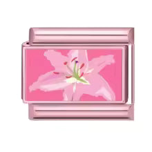 Lys rose