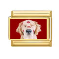 Chien épagneul