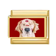 Chien épagneul